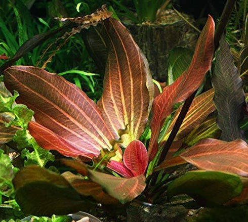 6 Rooted Live Aquarium Plant Bundle - Easy Species | Snail Free Guaranteed
