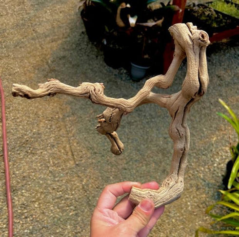 Generic 9-12 Inch Sandblasted Grapewood Branch - Natural Terrarium Wood & Aquarium Driftwood Decor - Air Plant Holder