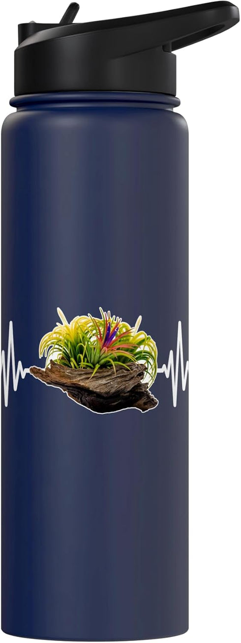 Tillandsia Tillandsie Tilanzienpflanze Bromelien Tillandsia Air Plants Terrarium Plants Tillandsia Stainless Steel