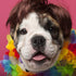 Pet Costume Dog Wig with Collar & Tie Apparel for Halloween, Christmas, Parties (Dark Brown)