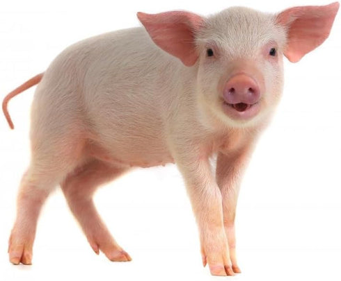 Wallmonkeys WM361309 Pig Peel and Stick Wall Decals, 18" W x 12" H, Small