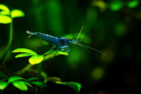20+ High Grade Blue Dream Shrimps Neocaridina Live Freshwater Shrimp Aquarium Inverts (Live Guarantee or Replacemnt is