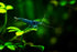 20+ High Grade Blue Dream Shrimps Neocaridina Live Freshwater Shrimp Aquarium Inverts (Live Guarantee or Replacemnt is