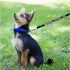 Emotional Support Dog Leash - Identification with or Without an Emotional Support Animal Vest, Includes Five ESA