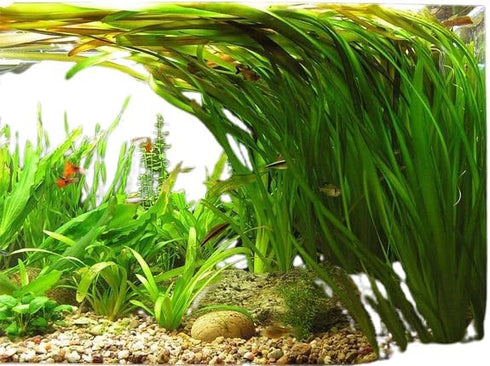 Jungle Vallisneria (Valensaria) Freshwater Aquatic Plant - 1/3/5 Bunch Pack Options (3