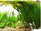 Jungle Vallisneria (Valensaria) Freshwater Aquatic Plant - 1/3/5 Bunch Pack Options (3