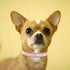 Bling Dog Collar, Rhinestone Jewel Sparkle, Fancy Leather, for XXS XSmall Small Medium Large XL XXL Puppies, Red, S