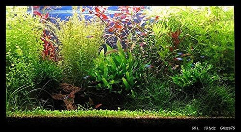 Aquatic Discounts 5-6 BUY2GET1! Java Fern Mature, Healthy, Super Easy Live Aquarium Plant in. Great for Betta Guppy
