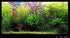 Aquatic Discounts 5-6 BUY2GET1! Java Fern Mature, Healthy, Super Easy Live Aquarium Plant in. Great for Betta Guppy