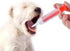 4Pcs Cat Pill Shooter Plunger Popper for Small Pet Cat Dog Soft Tip Tablet Syringe Pusher Pill Gun Dispenser Pet Medicine Feeder Piller Popper Medical Feeding Tool Accessories for Animals