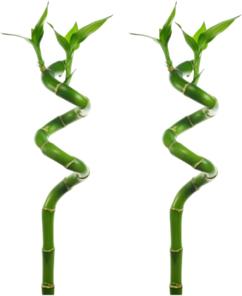 Lucky Bamboo Curly Dracaena Sanderiana 2 Pack - Indoor Plants for Peace
