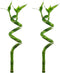 Lucky Bamboo Curly Dracaena Sanderiana 2 Pack - Indoor Plants for Peace