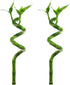 Lucky Bamboo Curly Dracaena Sanderiana 2 Pack - Indoor Plants for Peace