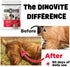 Dinovite Probiotic Supplement for Dogs, Omega 3 for Hot Spot Relief, Skin & Coat Supplement - 30 Day Supply