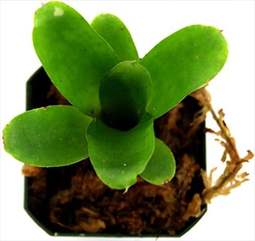 Josh's Frogs Neoregelia 'Chiquita Linda' Bromeliad