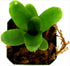 Josh's Frogs Neoregelia 'Chiquita Linda' Bromeliad