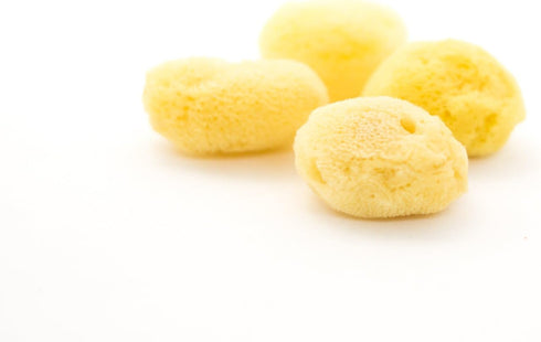 Nautical Crush Trading Hermit Crab Sea Sponges | Natural Sea Sponges for