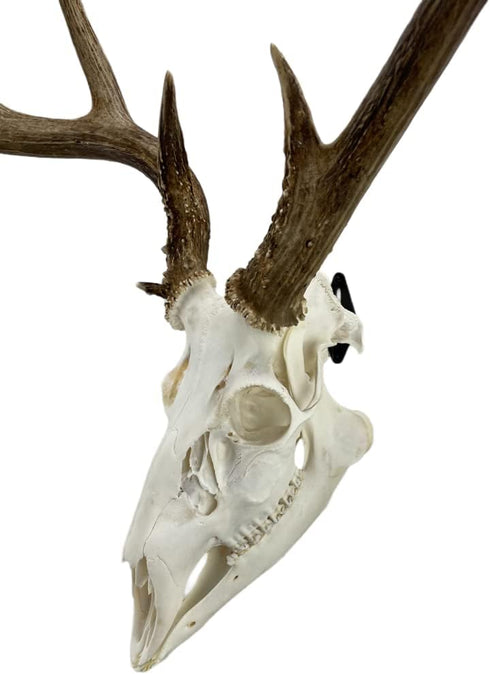 Heavy-Duty Alloy Steel European Skull Mount Hanger, 3 Pack (Black) for Whitetail Deer, Feral Hog, Bear & Exotic Skulls