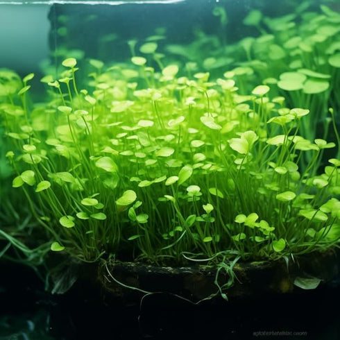 1/3/5 (1) Potted Monte Carlo (Micranthemum Tweediei) Freshwater Plants by Shore Aquatic - Perfect for Aquarium Ground