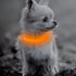 Light Up Rechargeable LED Dog Collar, Reflective Puppy Collar Lights for Small Breeds Dogs or Cats (Orange, XS