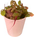 Generic 100+ Red Root Floater Live Aquarium Plants, Phyllanthus Fluitans, Leaves Floating Aquatic Plant
