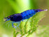 (10 (+1)) Blue Diamond Shrimps (Ocean Blue Shrimps) Live Freshwater Shrimp Aquarium Neocaridina Inverts RCS Shrimps