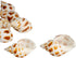 12 3/4"- 2" Hermit Crab Shells | Turbo Shells | Babylonia Aerolata Turbo Shells | Hermit Crab House for Dcor | Plus