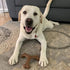 Chew King Dog Bacon Lovin’ Wishbone, Textured Nylon Bones, Bacon Flavored Chew Toy for All Breed Sizes