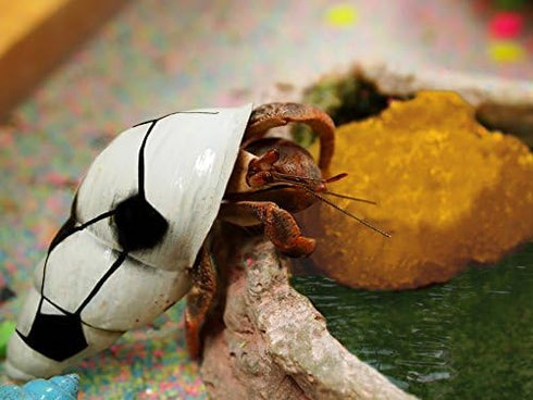 Hermit Crab Real Sea Sponges, 5 Pack Unbleached for Nutrients and Habitat Tank Humidity