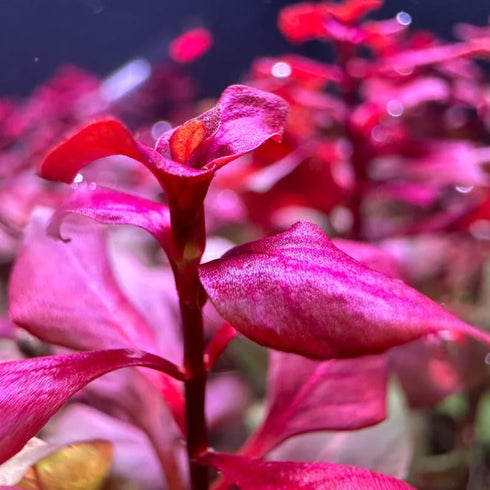 5 7 Super Red Ludwigia Aquarium Plants Live, Live Aquarium Tanks Ludwigia Aquatic Plants, No Root, to Stems, Live