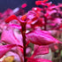 5 7 Super Red Ludwigia Aquarium Plants Live, Live Aquarium Tanks Ludwigia Aquatic Plants, No Root, to Stems, Live
