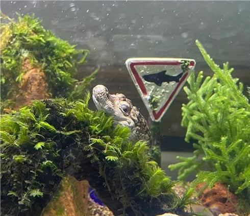 Aquarium Decor: Eco-Friendly Alligator Figurine for Unique Fish Tank Decor and Accessories, ofigh-alligator-01