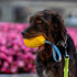 HS HERM. SPRENGER GERMANY Mango Chew Toy | Large Natural Rubber Chew Toy for Aggressive Chewers