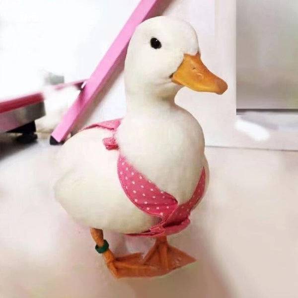 Duck Diapers Adjustable Reusable Pants for Pet Ducks, Indoor Use, Fits Call