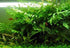 Bolbitis 2-Inch Difformis Baby Leaf Fern - Live Aquarium Plant in Pot