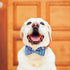 PAWCHIE Plaid Dog Bow Ties, 6 Pcs Cute Collar Attachment Accessories for Small Medium Large Dogs and Puppies