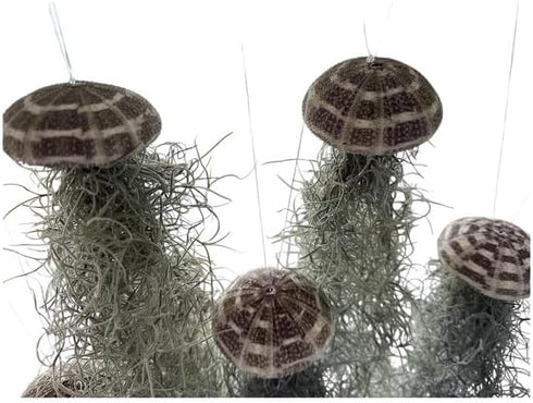 Generic 3 Set- Jellyfish Hanging Sea Urchin & Spanish Moss Air Plant, Tillandsia Air Plant, Live Airplant, Healthy