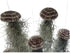 Generic 3 Set- Jellyfish Hanging Sea Urchin & Spanish Moss Air Plant, Tillandsia Air Plant, Live Airplant, Healthy