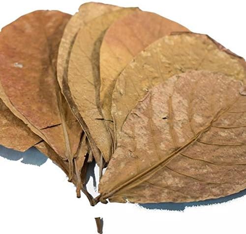 L-XL Catappa Leaves Indian Almond Leaves Discus Betta Crystal Red Cherry Shrimp
