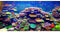 AWERT Undersea Theme Aquarium Background, 24x16 inches Vinyl Colorful Coral & Tropical Fish