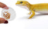 SLSON 100 ct Small Gecko Food and Water Cups, 0.5 oz Plastic Feeder Bowls for Crested Gecko Lizard & Small Pets