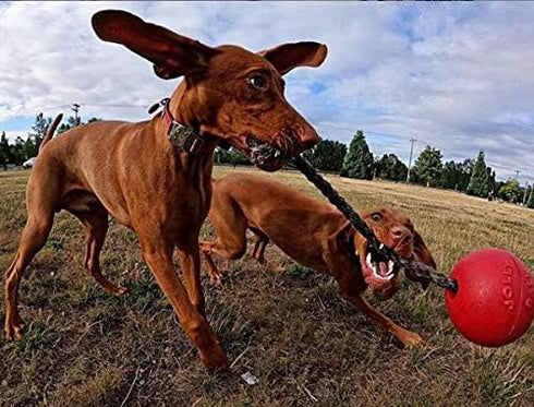 Jolly Pets Romp-n-Roll Dog Toy, 8 Inches/Large, Rope and Ball, Red (608 RD)