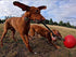 Jolly Pets Romp-n-Roll Dog Toy, 8 Inches/Large, Rope and Ball, Red (608 RD)