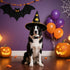 Lionet Paws Halloween Dog Collar- Cute Blank Orange Grid Fall Dog Collars with Plastic Buckle and Leaf Pendant, Light