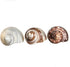 Hermit Crab Shells | Turbo Shells, 1 Brown, 1 Banded, 1 White Pearlized, 1.75"-2" for Décor