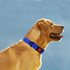 Taglory Adjustable Reflective Dog Collar with Safety Locking Buckle, Nylon Pet Collars for Large Dogs, Navy Blue, L