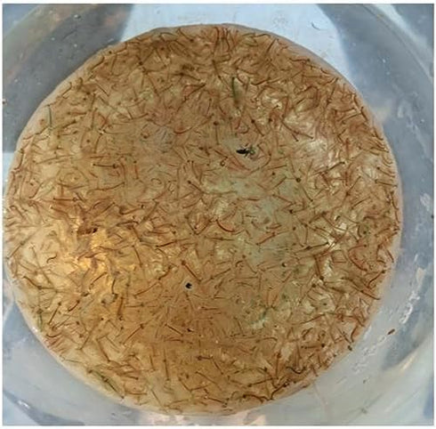 Demeter Biosciences 12.5g 32oz Live Brine Shrimp by Demeter Bio, Mixed Size brine Shrimp Shipped in of Liquid - Arrive