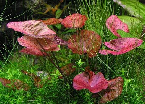 Big Kahuna Aquatics 3X Tiger Lotus Bulbs Nymphaea Tiger Lotus Easy Live Aquarium Plants for