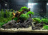 corisrx Aquarium Malaysian Driftwood Imitation Ornament Small - Tree Trunk Long Decor Fish Tank Wood (S+L Set) by CORISRX