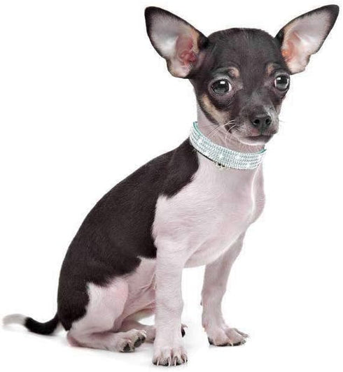 Pimaodog Rhinestones Dog Collar, Cute Dazzling Soft Suede Leather Pet Collar with Bell, Blue Crystal Jeweled Necklace